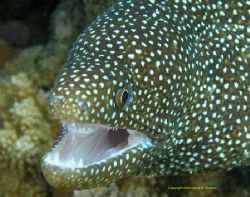 White mouth, white spotted moray - Kapalua Bay, Maui, HI ... by David Serepca 